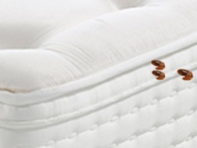 Punaises de lit avoir les bons réflexes